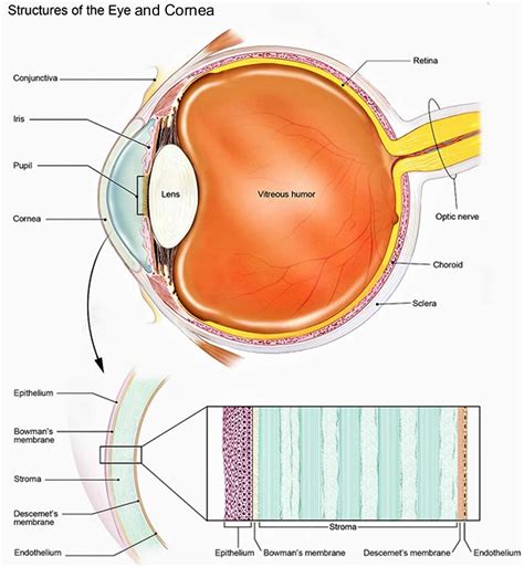 thickness of the cornea